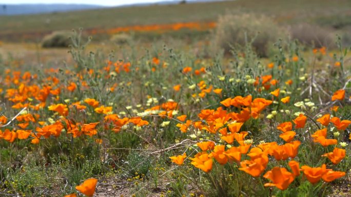 羚羊谷盛开的加利福尼亚罂粟花