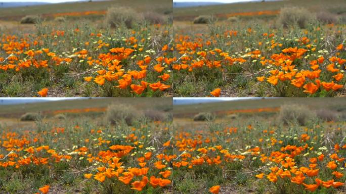 羚羊谷盛开的加利福尼亚罂粟花