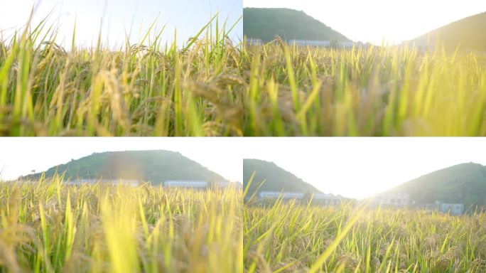 金黄稻谷唯美逆光