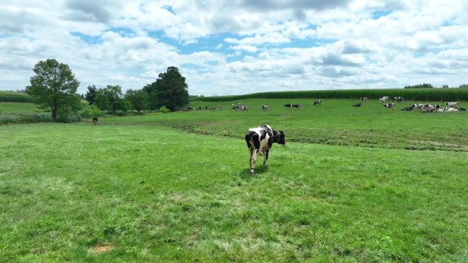 绿草地上的荷斯坦奶牛。美国乡村夏日受伤的牛一瘸一拐。动物虐待主题。天线。