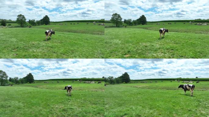 绿草地上的荷斯坦奶牛。美国乡村夏日受伤的牛一瘸一拐。动物虐待主题。天线。
