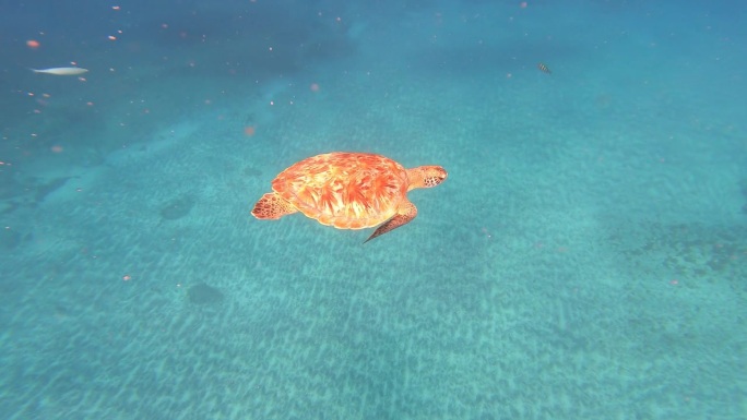 非洲佛得角群岛绿松石海下的红海龟。水下拍摄