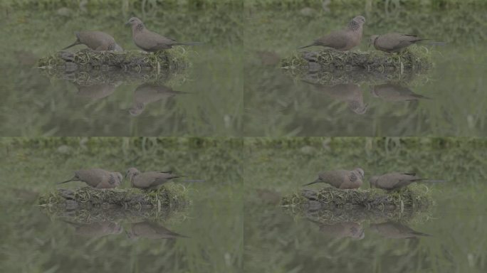 野生动物 珠颈斑鸠