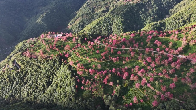 大理无量山樱花谷航拍