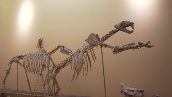 陕西西安自然博物馆化石