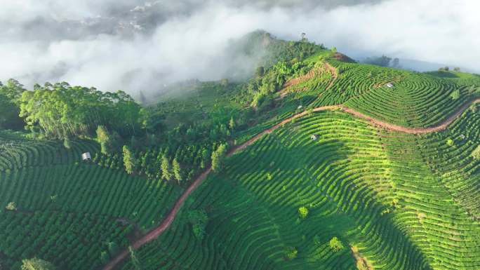 云南普洱茶山茶园航拍