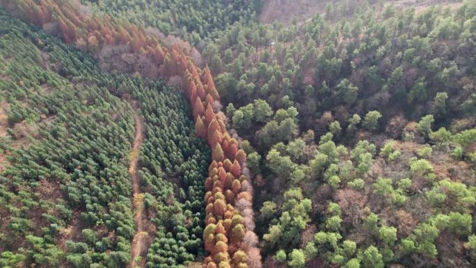 中国杭州，长乐森林，高角度拍摄多彩的秋林，绿茶梯田和橙红木林，美丽的秋景。4k实时镜头，无人机视图。