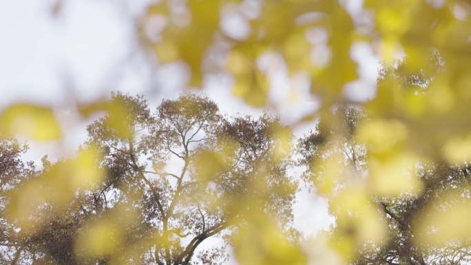 秋冬树叶意境空镜