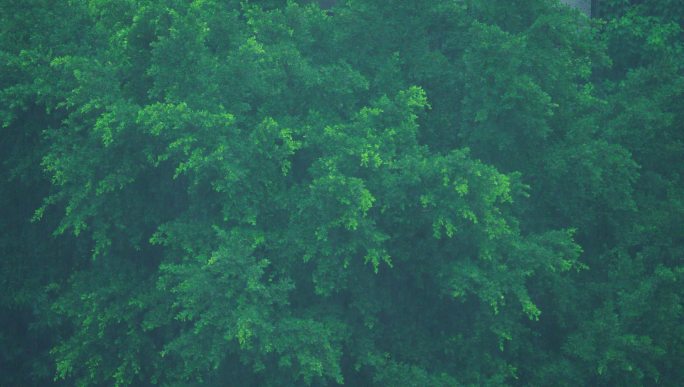 雨中大树