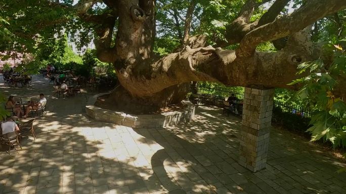 欧洲最大的梧桐树，周长15米——希腊的tsagarada Pelion