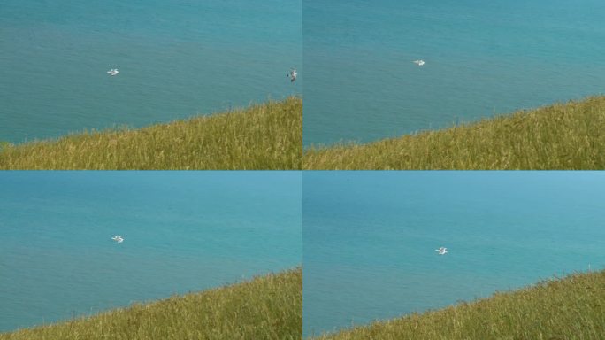 有风的日子里，海鸥在海边长满草的悬崖边上滑翔