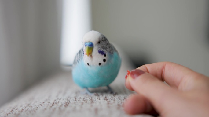小蓝鸟在房子里吃东西
