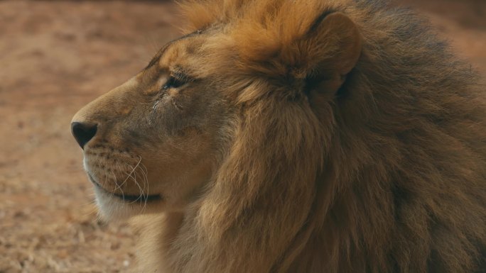 狮子   狮子特写 实拍狮子 动物园