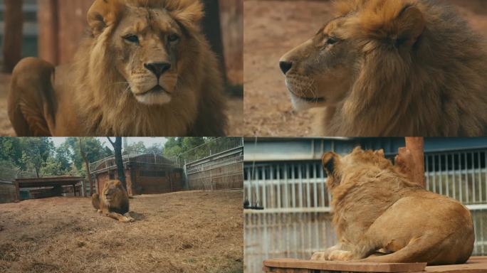狮子   狮子特写 实拍狮子 动物园