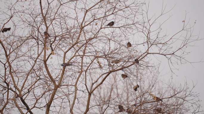 树上长满了鸟 满树灰椋鸟吃野果
