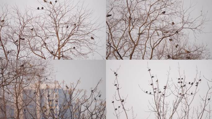 树上长满了鸟 满树灰椋鸟吃野果