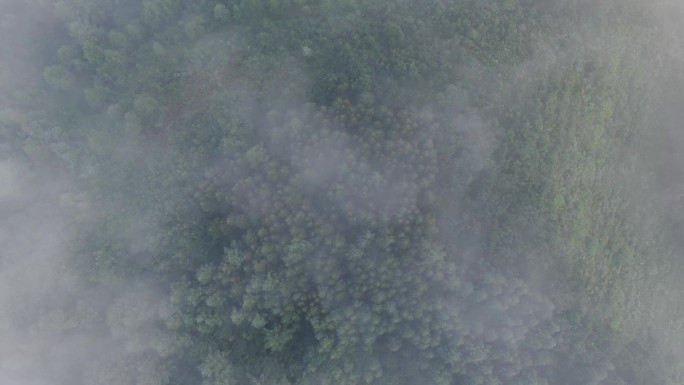 吉林通化长白山森林云雾航拍