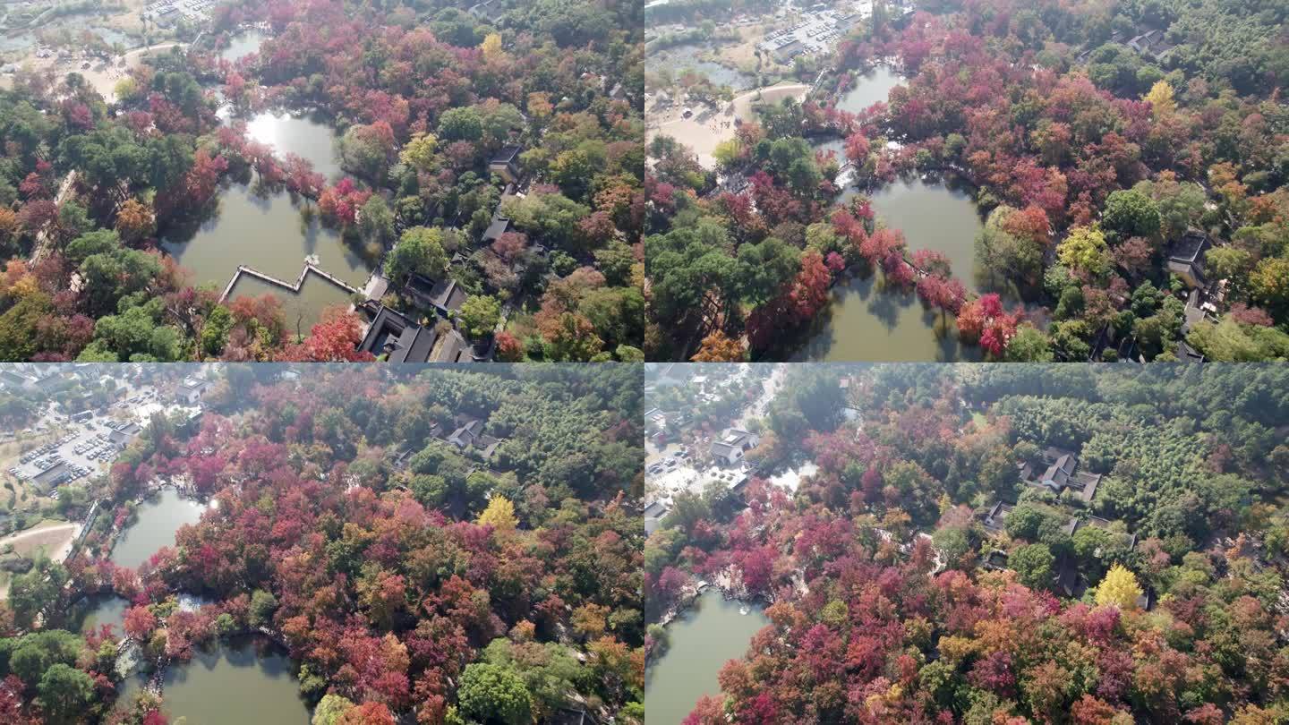 中国江苏苏州天品山公园的高角度美景。红枫树，黄银杏树，中国传统园林建筑。4K实时镜头无人机视图。
