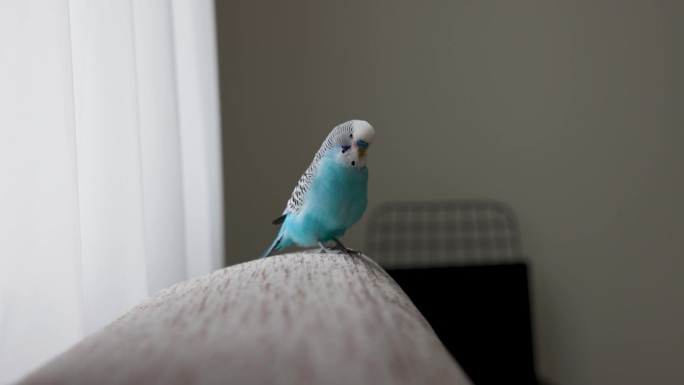 小蓝鸟在房子里