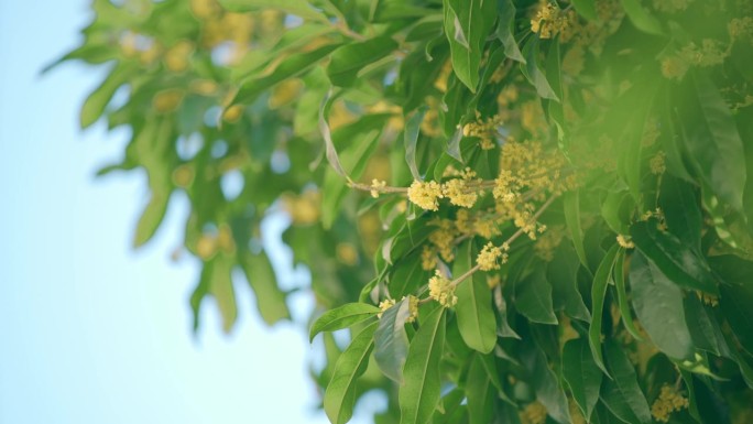 中国桂花