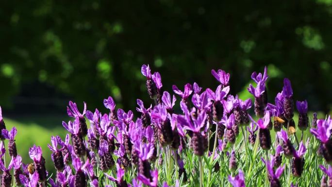 法国普罗旺斯的紫色薰衣草田