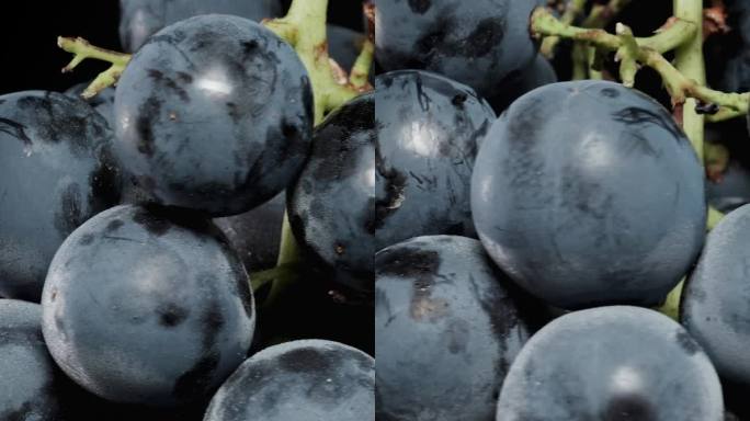 垂直视频。一串黑葡萄的特写，大而圆的浆果