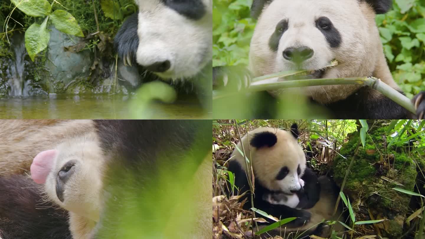 大熊猫吃竹子 大熊猫喝水