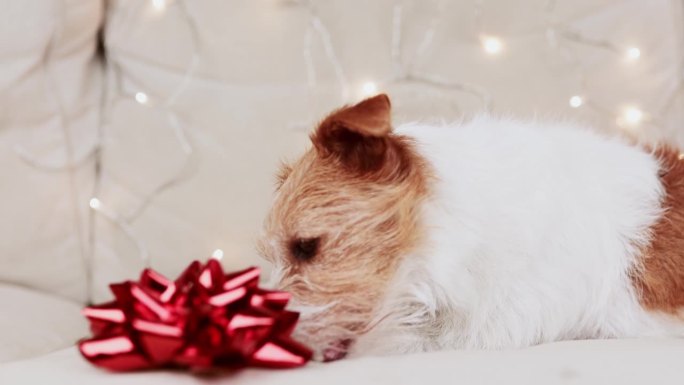 快乐可爱的圣诞假期新年狗收到零食作为礼物