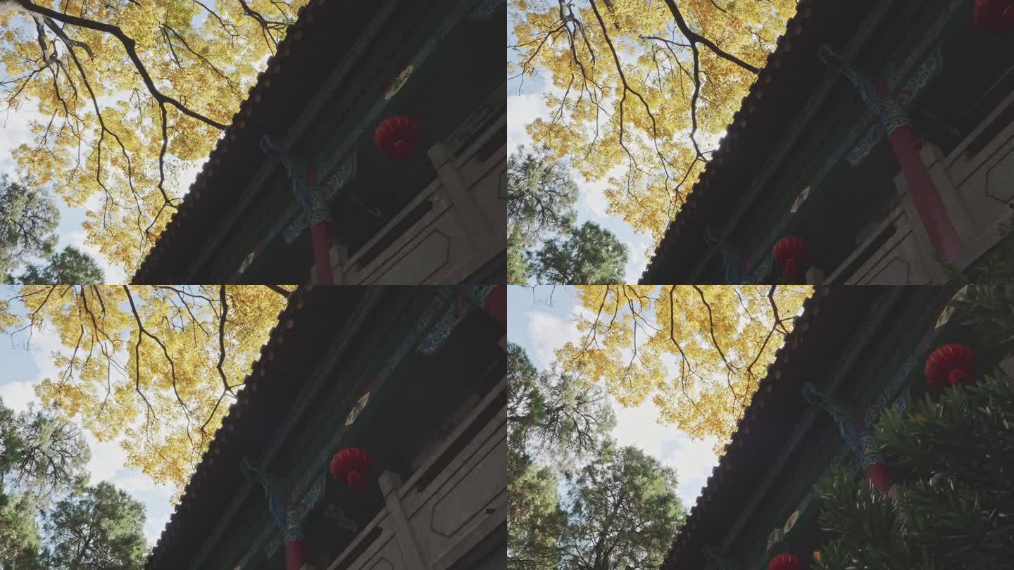 昆明文庙-仰拍金色树叶与传统中式楼阁