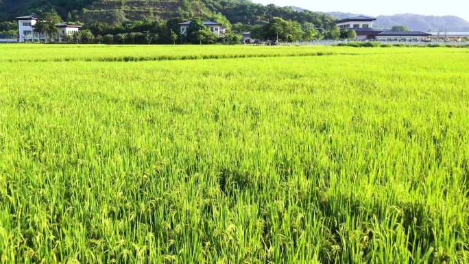 稻田、麦浪航拍