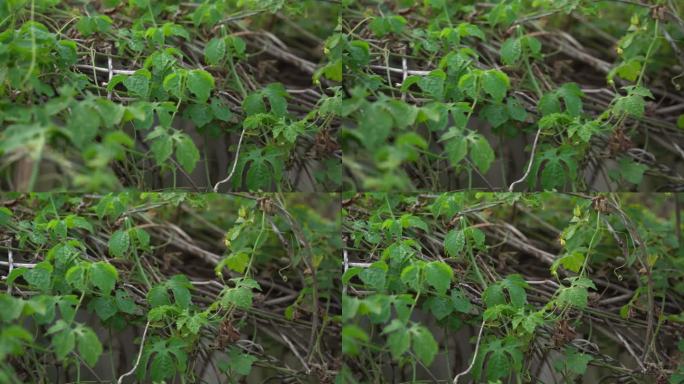 栅栏上的喀拉拉邦藤蔓，Cerasee苦瓜植物，喀拉拉邦挂在藤蔓上，用来制作有利于减肥的草药健康茶