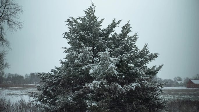 冬天的雪背景。雪花落在农田的常绿树上，就像电影里的慢镜头。