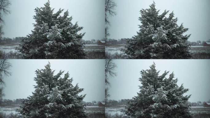 冬天的雪背景。雪花落在农田的常绿树上，就像电影里的慢镜头。