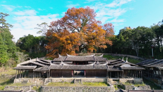 千百年枫叶树林飘落叶黄红了古民居房子乡村