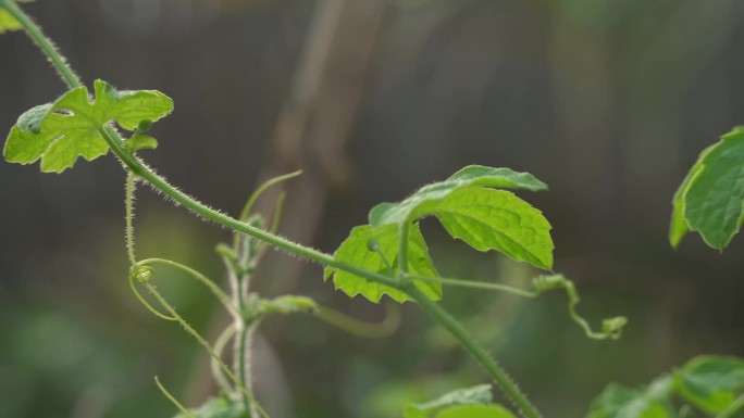 在花园的喀拉拉邦苦瓜植物中筛选葡萄树，喀拉拉邦挂在葡萄藤上，用于制作有利于减肥的草药健康茶