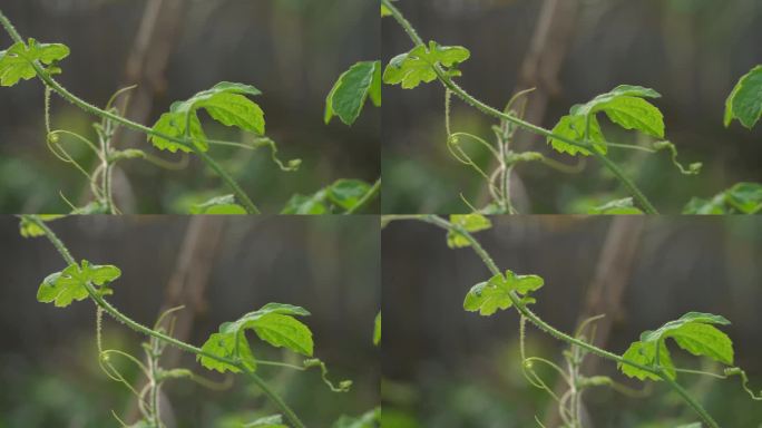 在花园的喀拉拉邦苦瓜植物中筛选葡萄树，喀拉拉邦挂在葡萄藤上，用于制作有利于减肥的草药健康茶