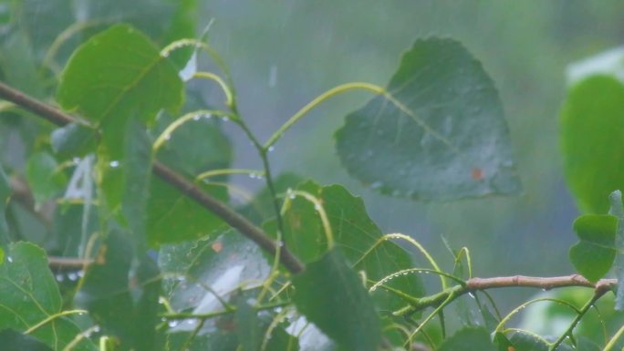 城市下暴雨下雨天雨水雨滴植物树叶子树木雨