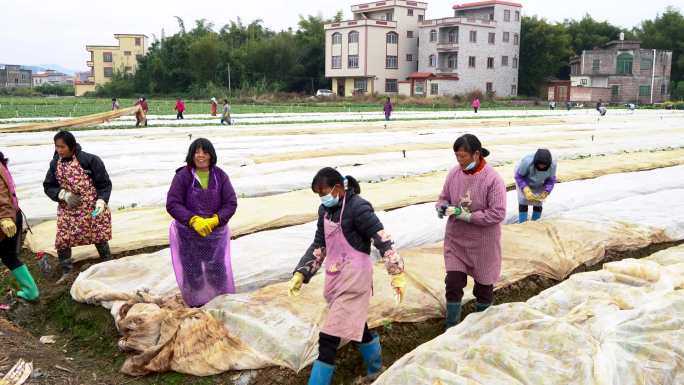 蔬菜基地科普防寒措施【对蔬菜进行覆膜】