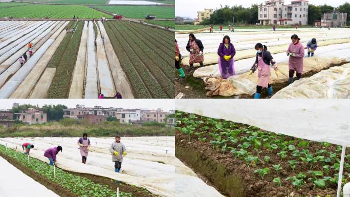 蔬菜基地科普防寒措施【对蔬菜进行覆膜】