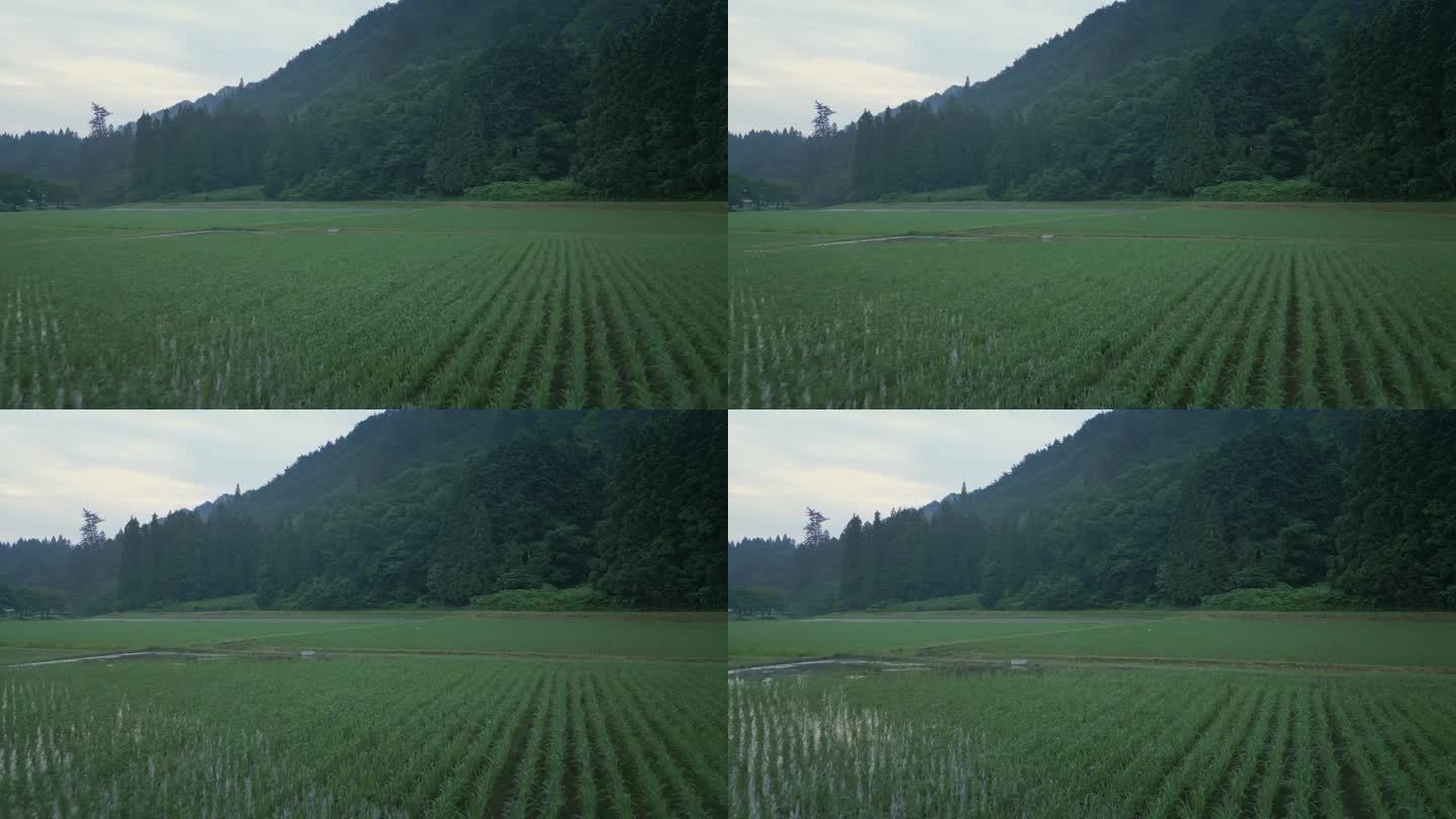 低空飞过日本福岛县的稻田。水稻种植在水里。