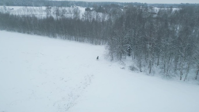 鸟瞰图，野生驼鹿跑进瑞典北部的冬季森林