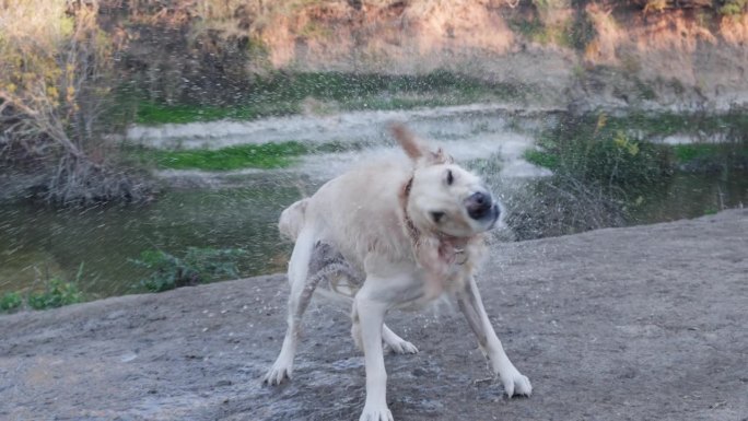 金毛猎犬在河边抖毛上的水。慢动作