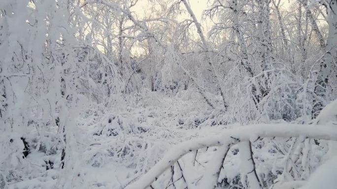 北极冰封的森林里一片白霜。在寒冷的冬天，树枝上的冰晶雪花。一片寂静的梦幻森林。宁静的冬天，白雪皑皑的