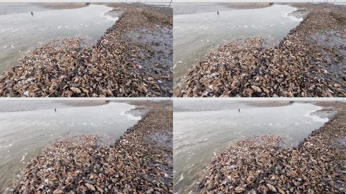 北海瓦登海的野生牡蛎床