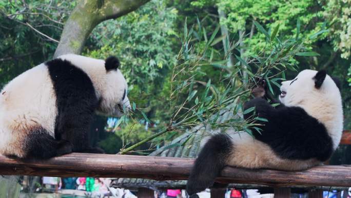 大熊猫打闹抢竹子吃