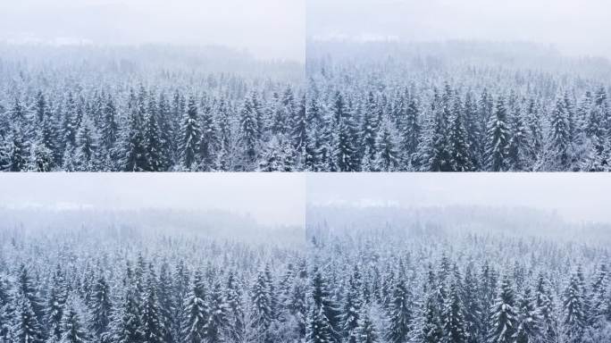 暴风雪中的森林景观航拍图。