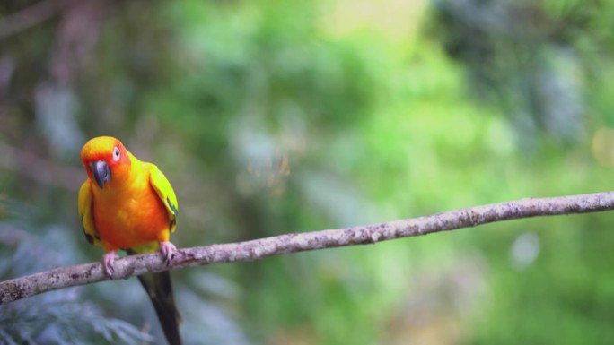 太阳Conure鹦鹉唱歌