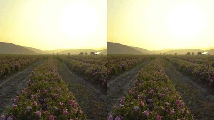 土耳其的玫瑰田。垂直视频
