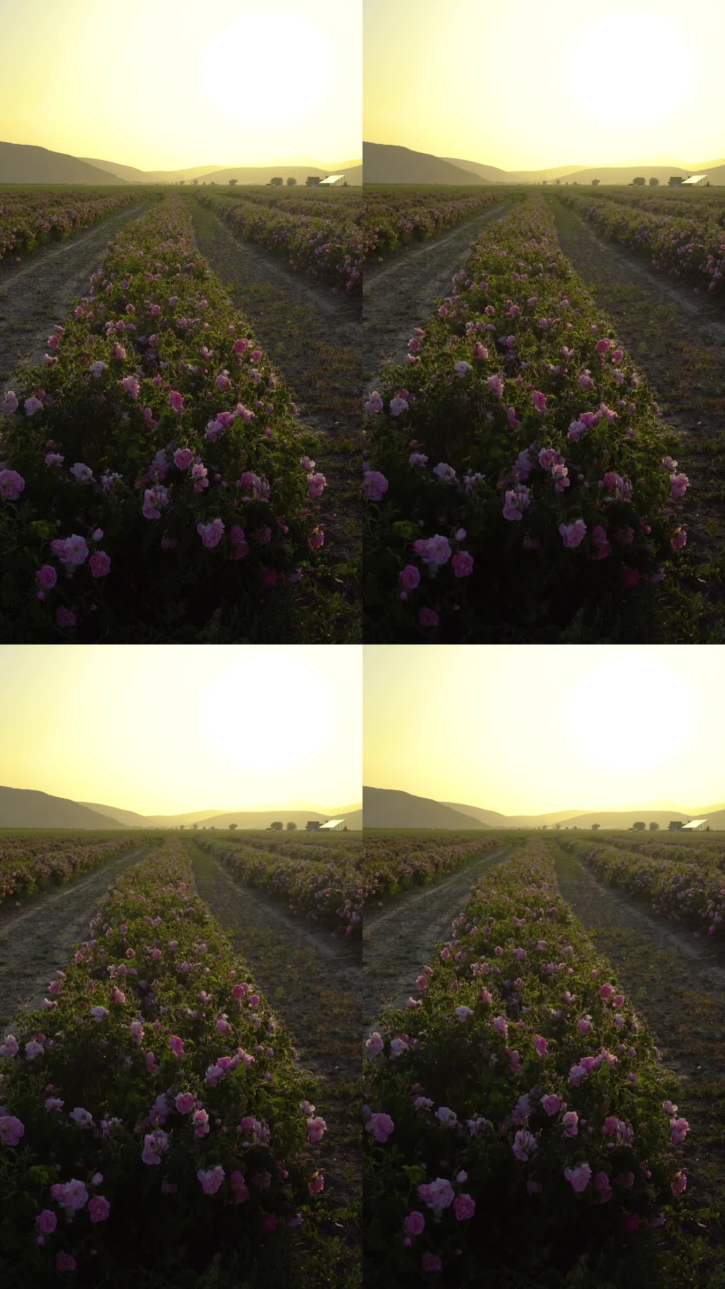 土耳其的玫瑰田。垂直视频