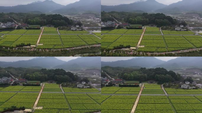 龙岩市上杭古田会议纪念馆会址油菜花田航拍